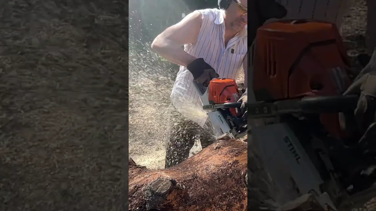 Throwing Chips #shorts #chainsaw #stihl