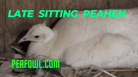 Late Sitting Peahen, Peacock Minute, peafowl.com