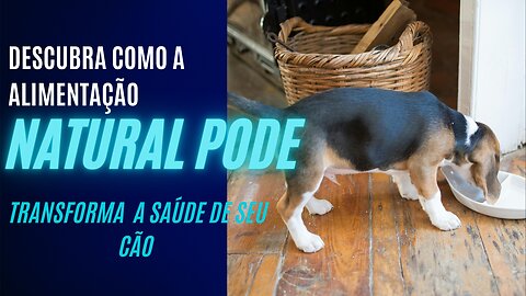 Descubra Como a Alimentação Natural Pode Transformar a Saúde do Seu Cão.