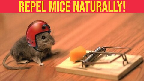 7 Ways To Get Rid Of Mice Permanently And Naturally
