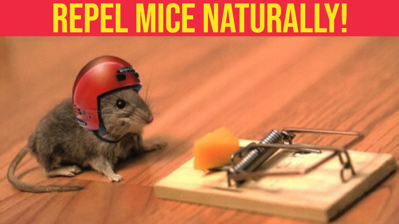 7 Ways To Get Rid Of Mice Permanently And Naturally