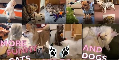 Funniest Animals 2024 New Funny Cats and Dogs Videos Part 14