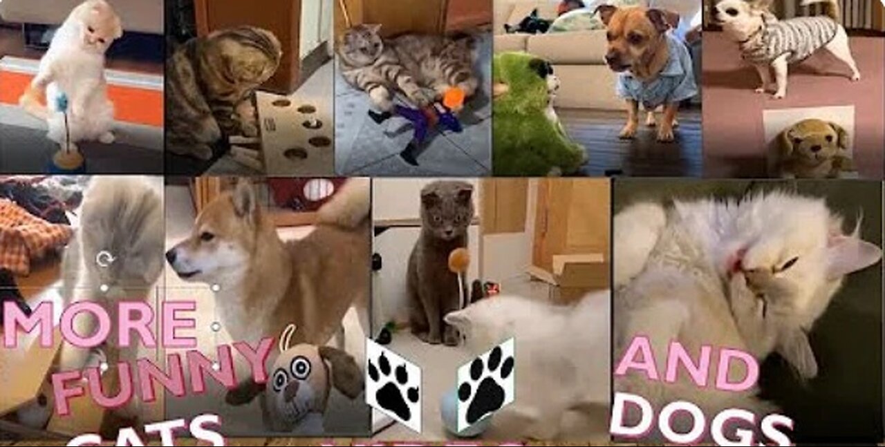 Funniest Animals 2024 New Funny Cats and Dogs Videos Part 14