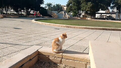 how Funny Cat Lover Saudia arbia visit fan Facebook