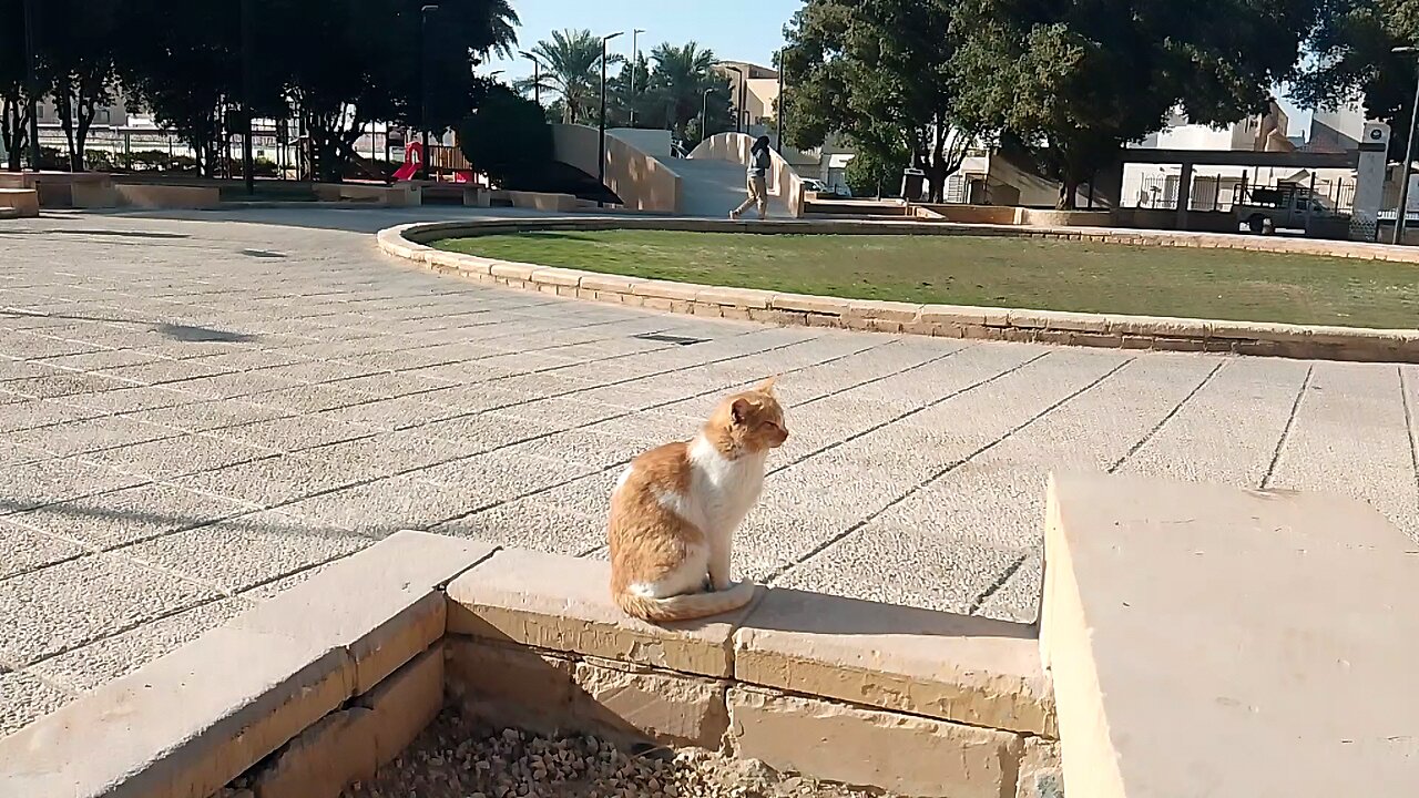 how Funny Cat Lover Saudia arbia visit fan Facebook