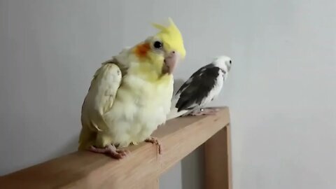 4K HDR Video – Beautiful Lovebird | Budgies and Cockatiel Birds Playing and Feeding-2