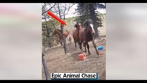 Epic Animal Chase