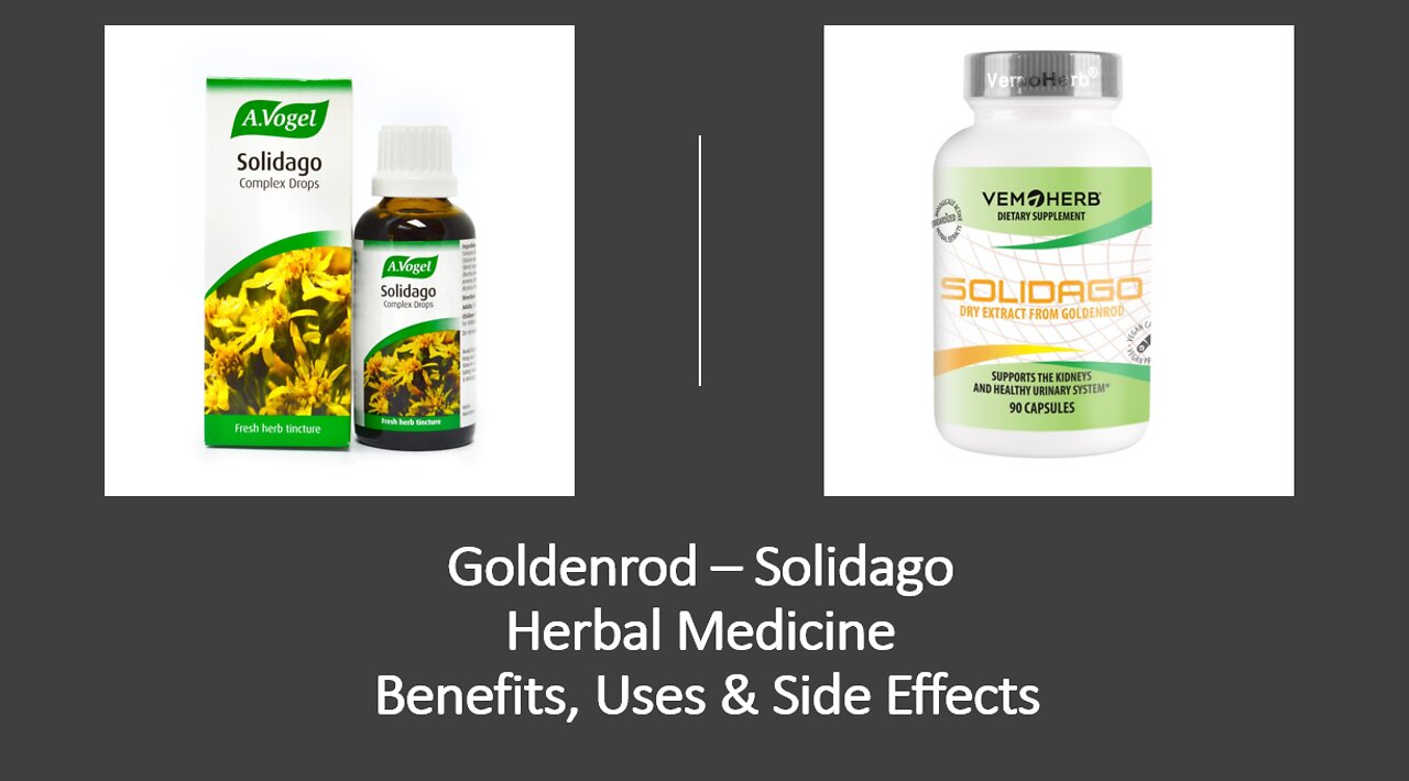 Solidago Golden Rod Herbal Medicine Benefits, Uses & Side Effects