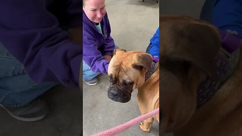 Amore in town again today, socializing ￼LonelyCreek bullmastiff