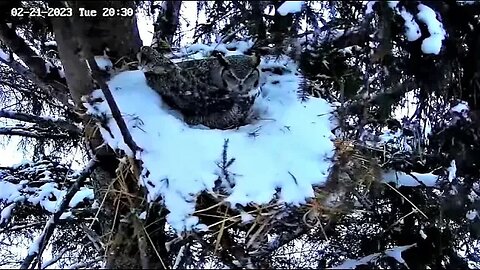 Albert Calling for Ellie 🦉 02/21/23 20:27