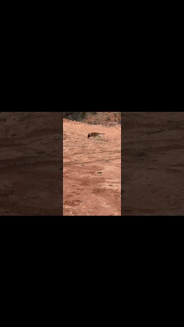 Wyatt Derp being the Goodest boi everrrrr