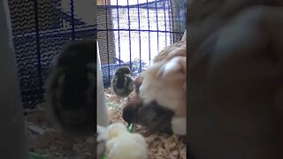 The secret lives of baby chicks