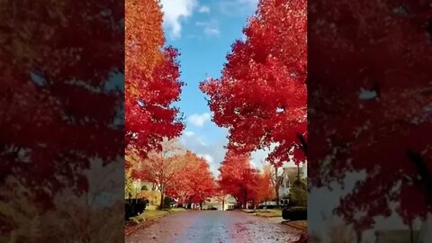 Amazing fall colour