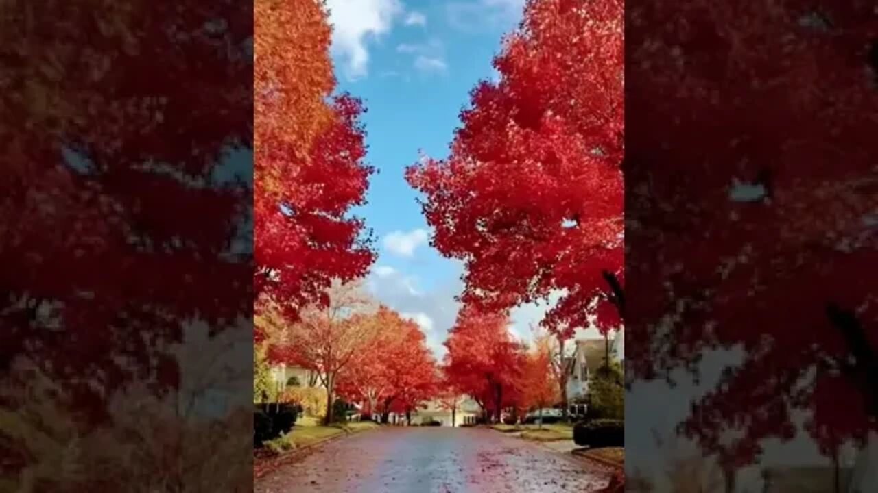 Amazing fall colour