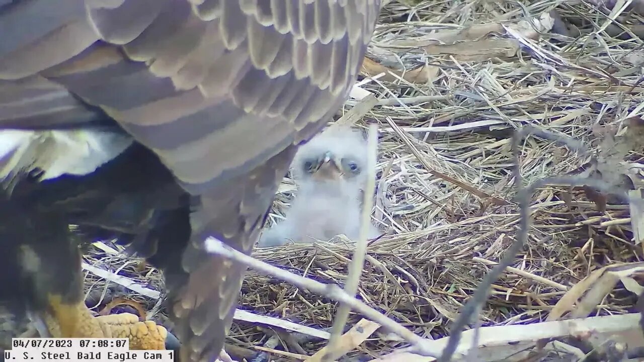USS Bald Eagle Cam 1 4-7-23 @ 7:12 - Great view of USS 6