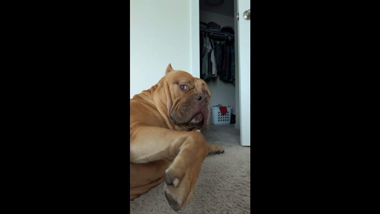 GIANT Pit Bull rolls over for all the cuddles 🦁🥰😍