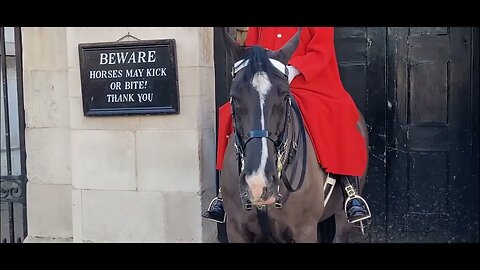 We noticed the Horse was bleeding on the in side of its nose part 1