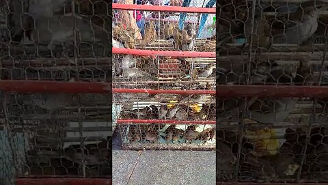 need help and peace,