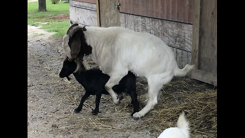 goats-mating-field-reproduction-sex-