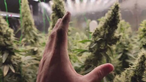 3 Pounds, 1 Light - Day 60 - Athena VS Mills Nutrients - THC Test - Mammoth LED - CO2 Grow