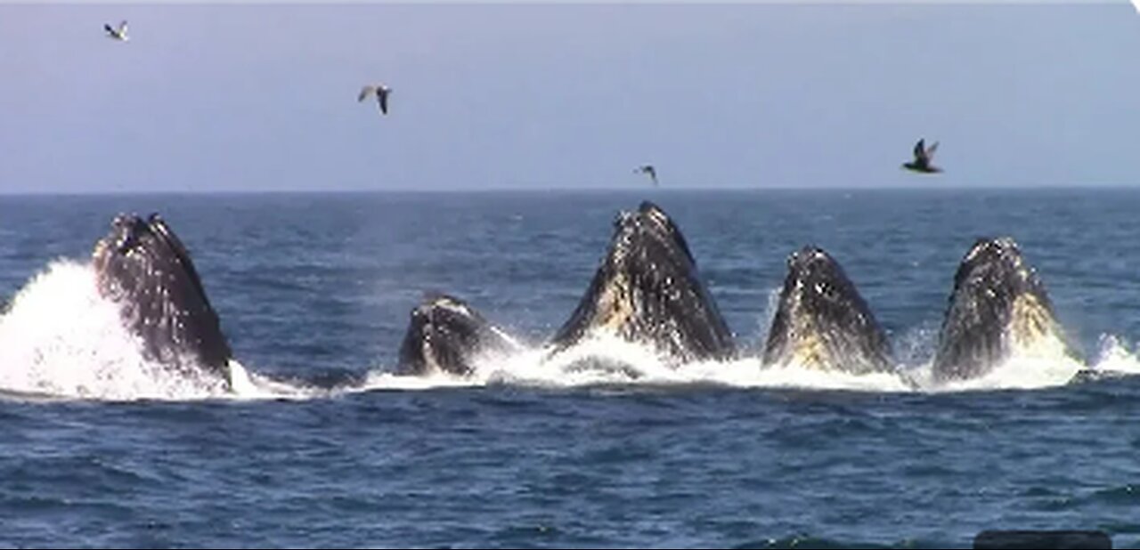 Monterey Bay Whale Watch: A Spectacular Ocean Adventure