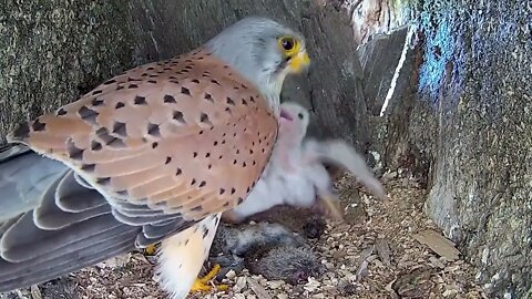 Kestrel Dad Learns to Care for Chicks After Mum Disappears-10