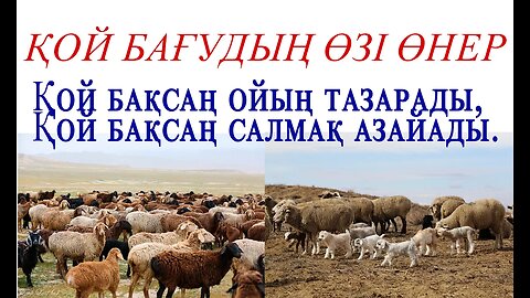 Қой бағудың өзі өнер. Қой бақсаң ойың тазарады, салмақ азайады