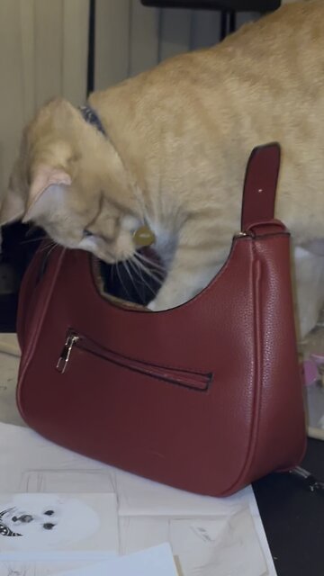 Tabby cat playing with a purse