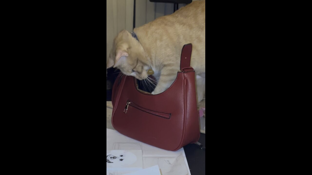 Tabby cat playing with a purse