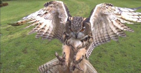 OWLS are the FUNNIEST & CUTEST - Compilation Video