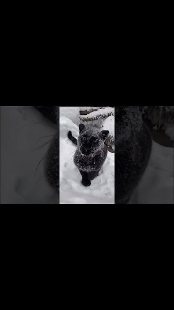 Most Amazing and trending video||relaxing your mind||trendig videos|| #shorts #trending #viral #live