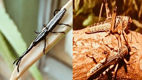 Cricket insect behavior.