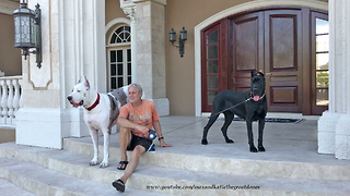 First day in new home for adopted Great Dane