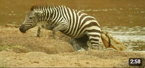 Shani the Zebra's incredible escape from ferocious crocodiles