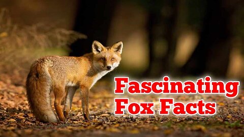Fascinating Facts About Fox.🦊