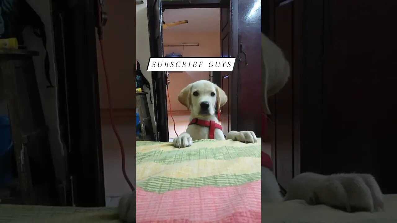puppy expression 🥹 #shorts #funny #puppy