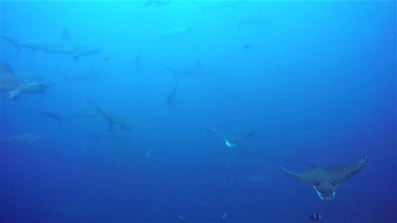 Fearless stingrays swim right through hammerhead shark gauntlet