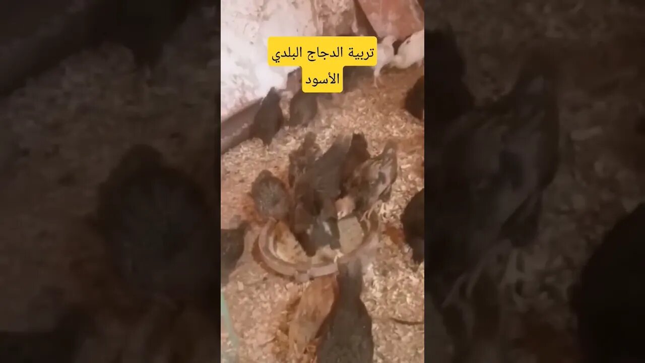 تربية الدجاج البلدي الأسود كيوت روعة