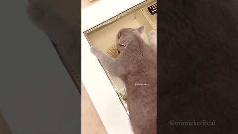 MIMIcko rawr