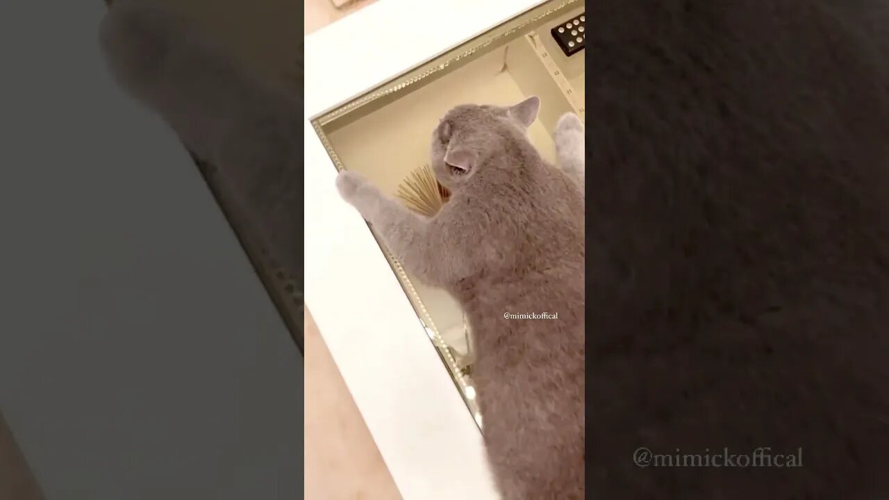 MIMIcko rawr