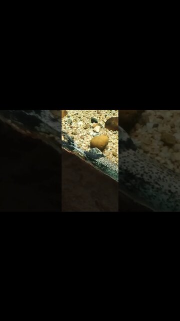 Can you spot the camouflaged fish? 🥸