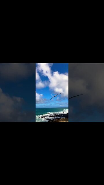 ALBATROSS FLYING HIGH