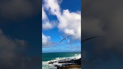 ALBATROSS FLYING HIGH