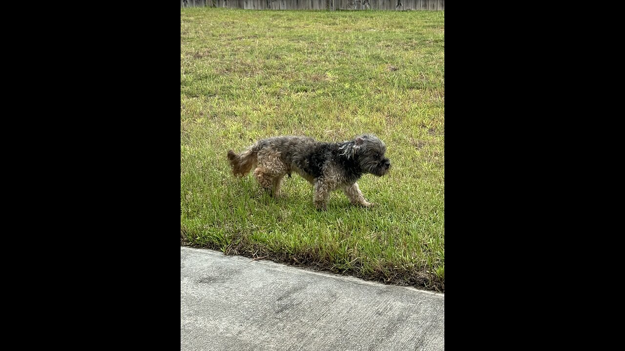 Bear loves being outside #dog #doglover #shorts #subscribe