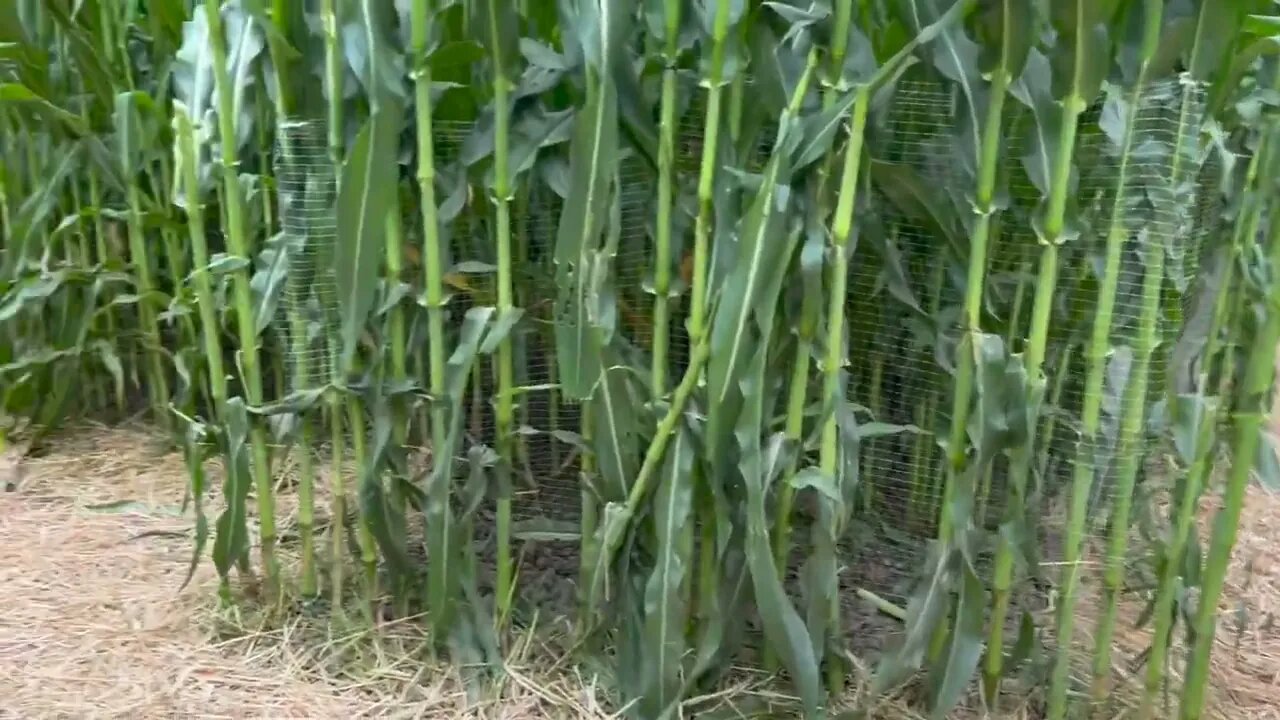 Waking in the corn maze at Spina Farms Pumpkin Patch on a Sunday morning.