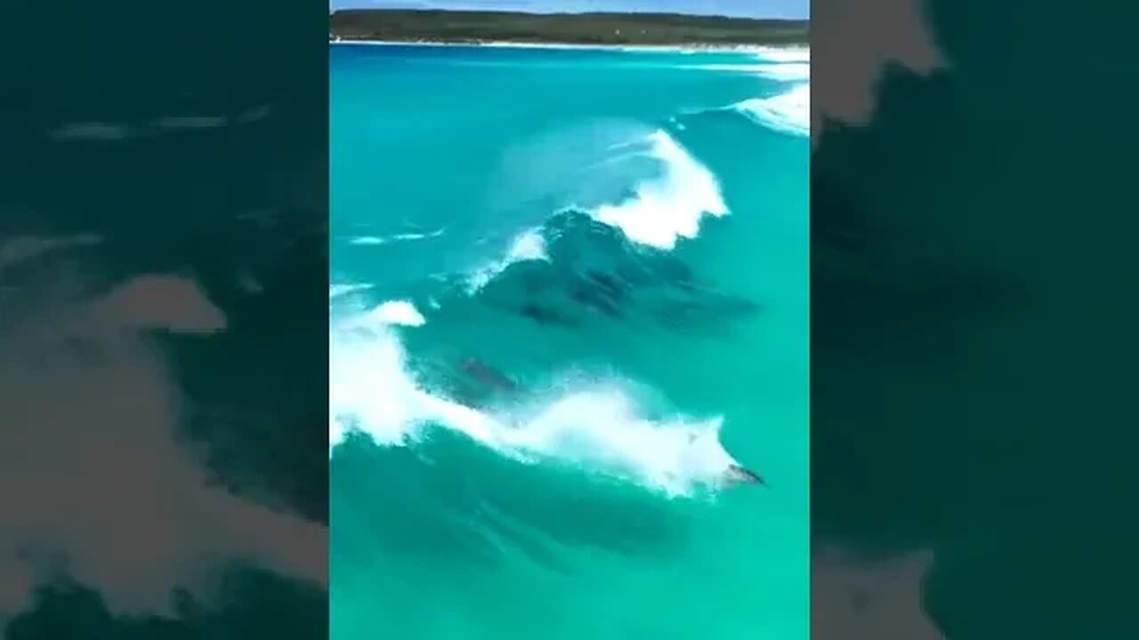 Dolphins surfing waves in crystal clear waters off the coast of Esperance, Western Australia.