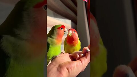 Lovebirds with baby l #shorts l #lovebirdsbreeding l @BikisAviary