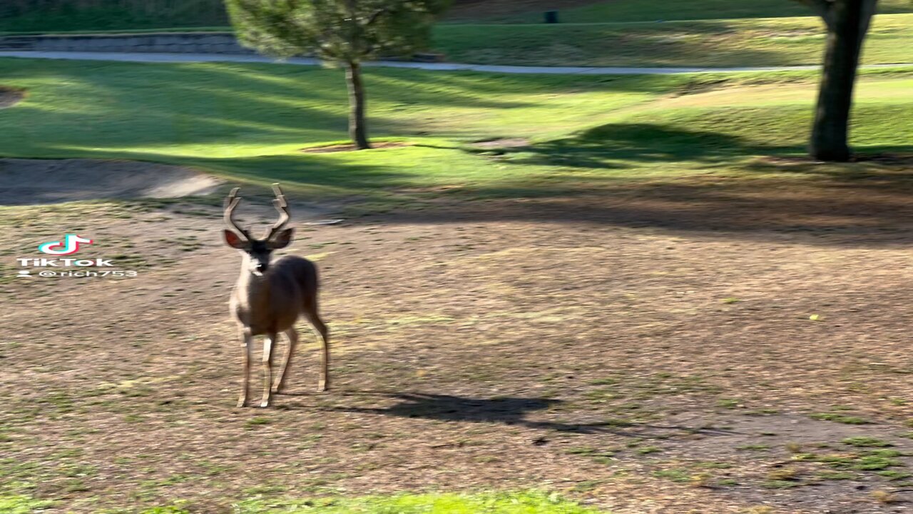 Deers at a golf course