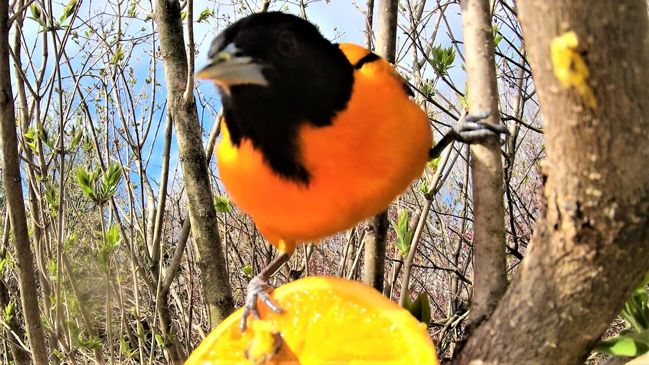 World's simplest feeder attracts truly beautiful bird