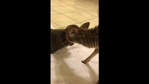 Little fawn gives a cat an adorable tongue bath